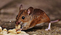 24 Hour & Emergency Exterminators in Vandenberg Air Force Base, CA